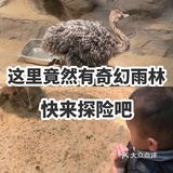 这里竟然有奇幻雨林 快来探险吧