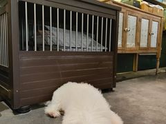 -more than meow吴止猫主题餐厅(承德 中船汇店)