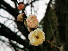 -三圣花乡旅游区