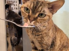 -有喵·猫咖·狗咖·30几只猫10只小狗(岗厦店)
