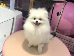 -FAELING PETS美天灵宠物(富力广场店)