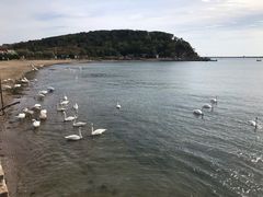 -烟墩角天鹅湖