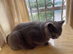 -宠颐生宠物医院外科·内科·皮肤科·影像科(石龙店)