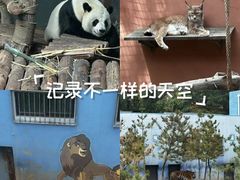 -青藏高原野生动物园