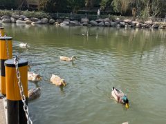 -J Create城市露营咖啡·简餐·宠物(上海动物园店)