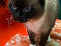 -猫咪博物馆(顶澳仔猫街店)