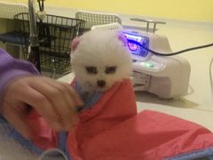 -瑞鹏宠物医院·爱宠堂·骨外专科(西荷分院)