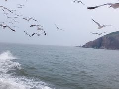-长岛万鸟岛