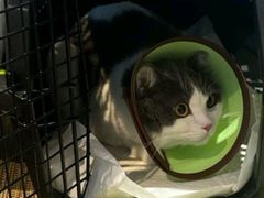 -御宝贝·A梦猫科宠物医院(国际猫友好医院)
