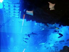 -迪拜水族馆及水下动物园