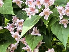 -国家植物园