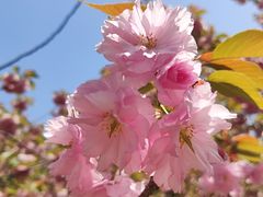 -高东镇樱花园