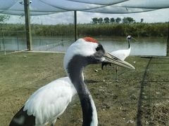 -盐城丹顶鹤湿地生态旅游区
