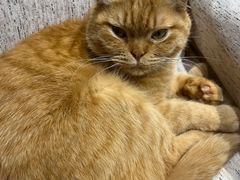 -藏猫猫咖啡主题馆(中央大道店)