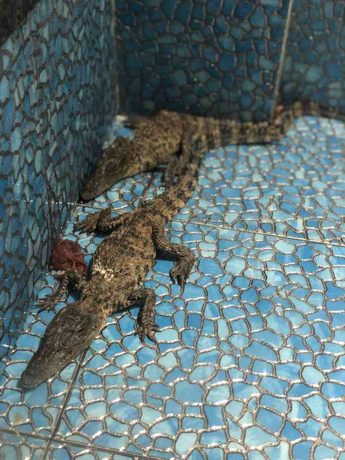 鳄狼·鳄鱼主题餐厅-"自己看吧,这种**商家这么做事情,他会用.