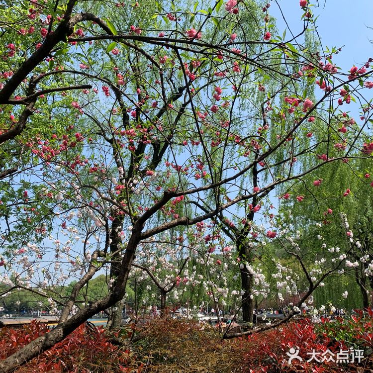 杭州必打卡 | 西湖攻略