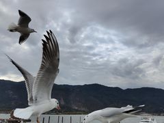 -海埂大坝