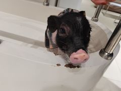 -怪兽屋·羊驼·猫咖·狗咖(俊华广场店)