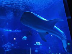 -烟台海昌鲸鲨海洋公园