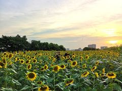-光明小镇欢乐田园
