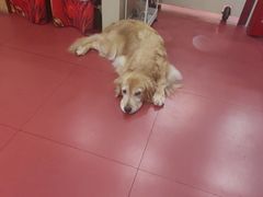 -和它·交个朋友·狗咖猫咖(爱琴海店)