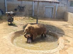 -西霞口神雕山野生动物世界