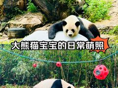 -广州长隆野生动物世界