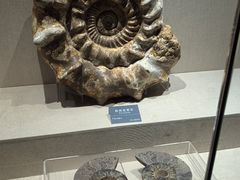 -安徽省地质博物馆