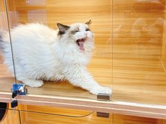 -猫十亿·布偶金渐层·曼基康矮脚猫舍(青年路店)