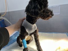 -宠颐生嘉德动物医院