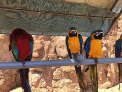 -西霞口神雕山野生动物世界