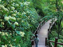 -大岭沟猕猴桃谷风景区