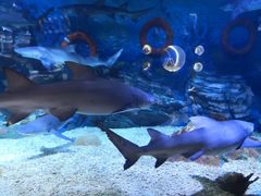 -烟台海昌鲸鲨海洋公园