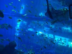 -成都浩海立方海洋公园