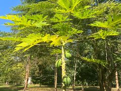 -中国科学院西双版纳热带植物园
