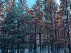 -白鹭湾湿地公园