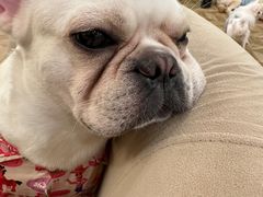 -怪兽屋·羊驼·猫咖·狗咖(俊华广场店)