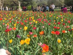 -洛阳郁金香牡丹园