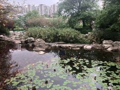 -神仙树公园