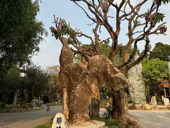 -云南勐巴娜西珍奇园