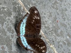 -羚羊峡古栈道森林公园