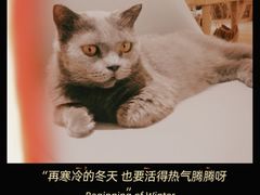 -喵呜公社猫咖