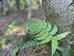 -铁山坪森林公园