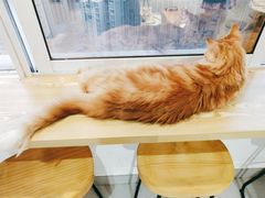 -Heymao猫咖.咖啡厅(东门店)