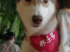 -Husky Go! 哈士奇体验馆·宠物咖啡厅狗咖