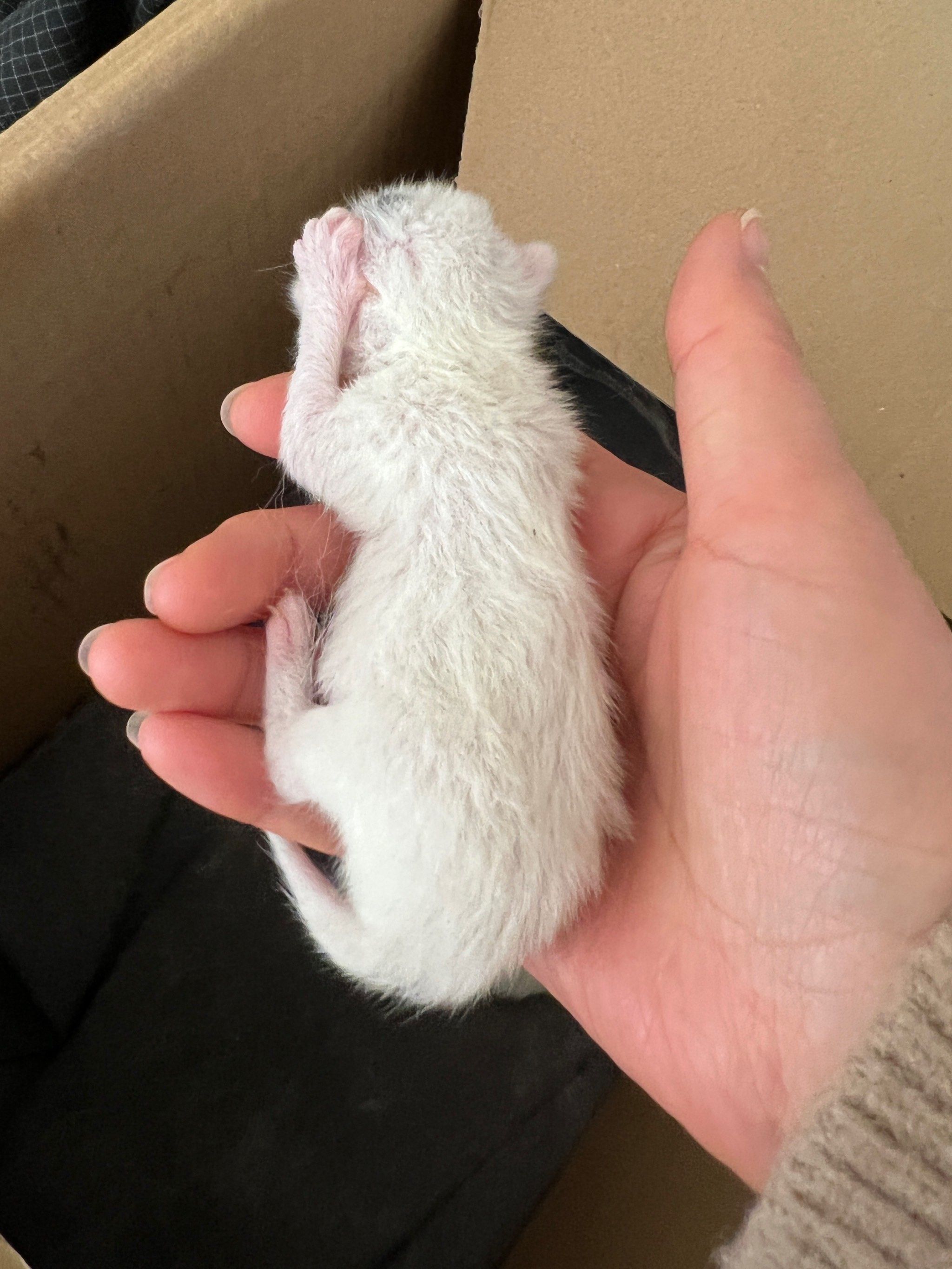 这是一窝小奶猫,可以领养了