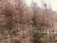 -云溪植物园