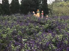 -广东花都香草世界旅游度假区