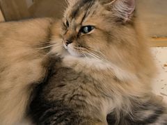 -猫域·湾主题猫咖·宠物吧(南坪城市广场店)