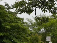 -济州森林小火车生态公园